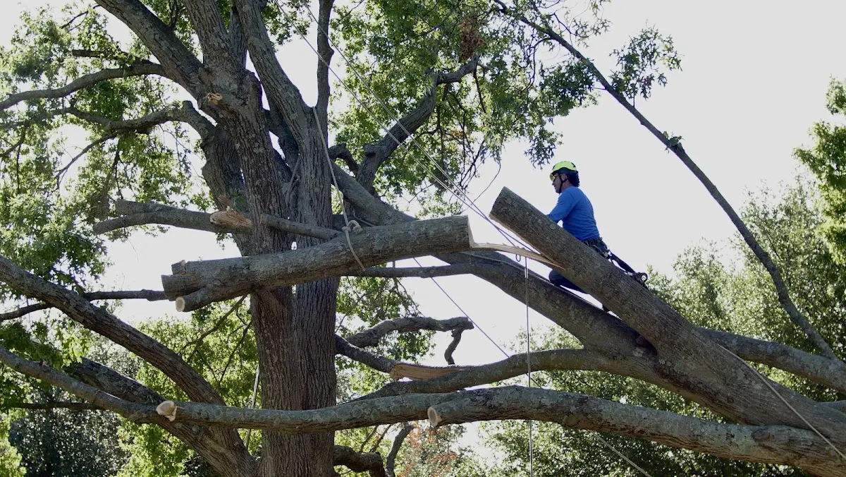 Professional Crown Thinning performed by certified arborists in Malo