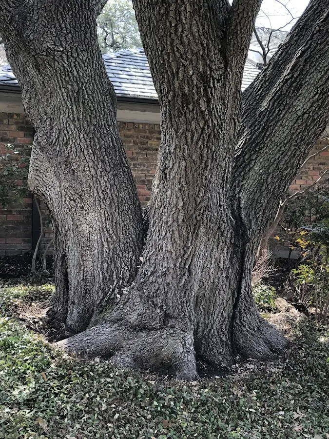 Mature heritage tree close to a Malo property cared for by certified arborists