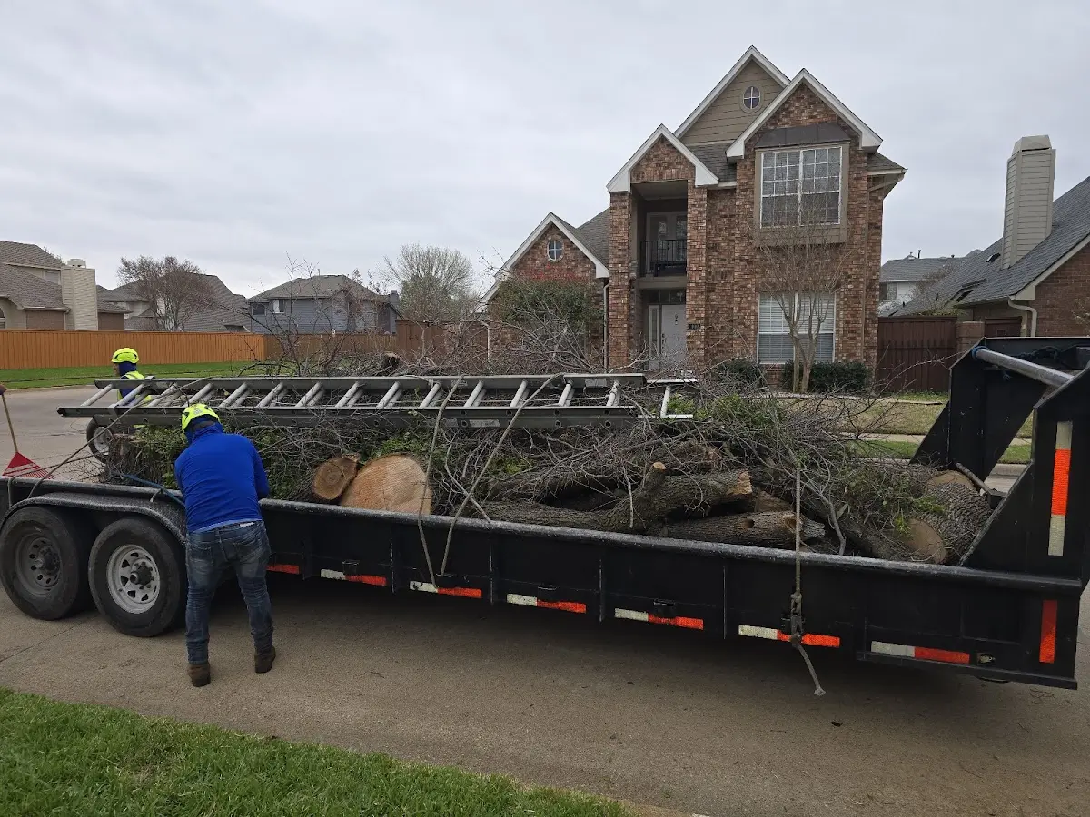 Expert Tree Removal with proper safety equipment in Malo